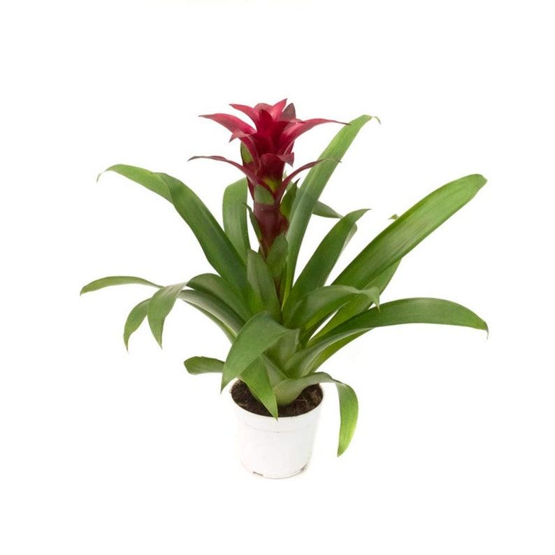 Bromeliad Guzmania Growers Pick Live Plant, 6 Pot, Assorted Colors, Pink, Red, Purple, Yellow, Orange image 3