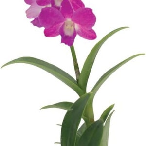 Dendrobium Orchid, Purple, Air Purifying Flowering Houseplant, Live Orchid Plant, 4&quot; Pot