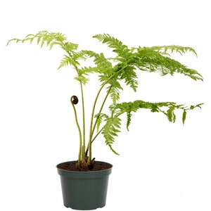Australian Fern Lacy Tree Live Plant, 6" Pot, Exotic Indoor Air Purifying Specimen
