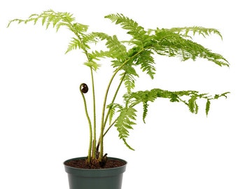 Australian Fern Lacy Tree Live Plant, 6" Pot, Exotic Indoor Air Purifying Specimen