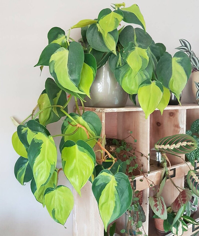 Philodendron Brasil Easy Care Live Plant 6 Pot image 3