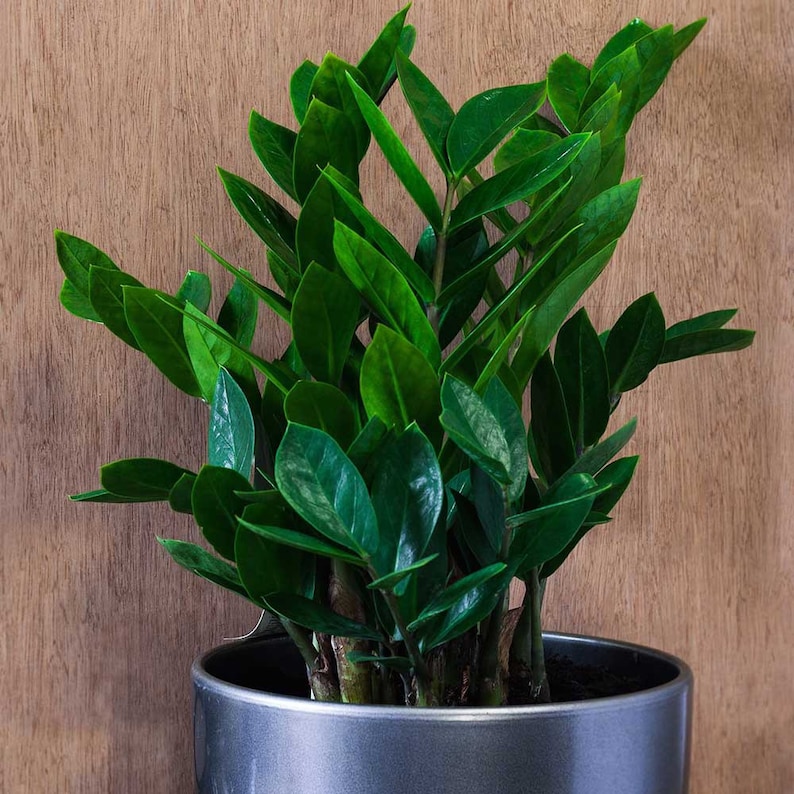 ZZ Zanzibar Gem Live Plant 6 Inch Pot Indoor Air Purifier Etsy