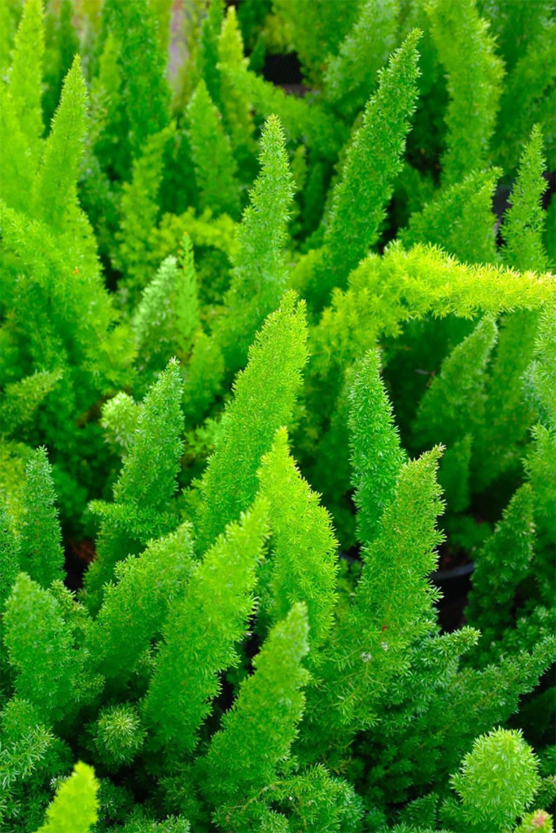 Foxtail Fern 6 Pot or 3 Gallon | Etsy