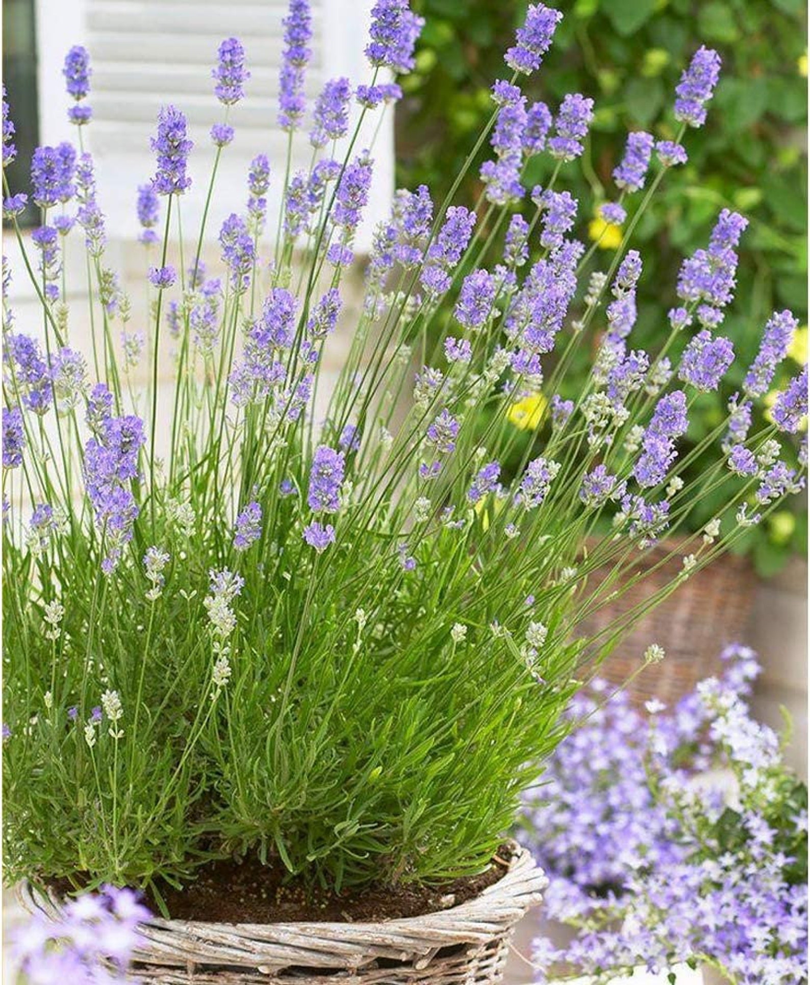 English Lavender Live Plant 6 Pot Fragrant Herb Etsy