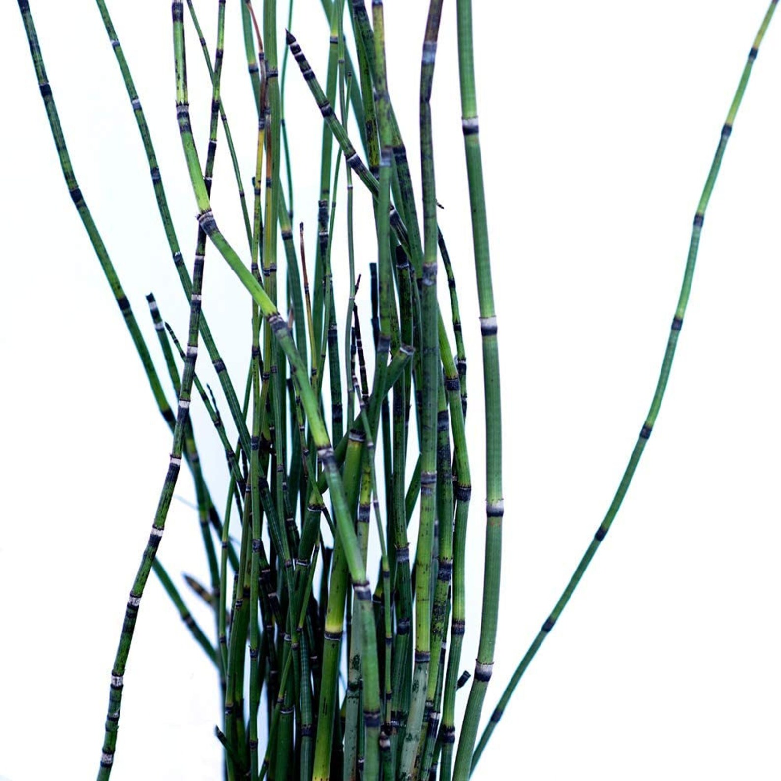 Horsetail Reed Equisetum Hyemale Bamboo Bush Houseplant Easy Etsy