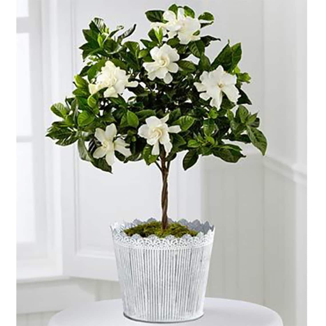 Mini Gardenia Veitchii Tree 6 Pot Beautiful Fragrant Etsy