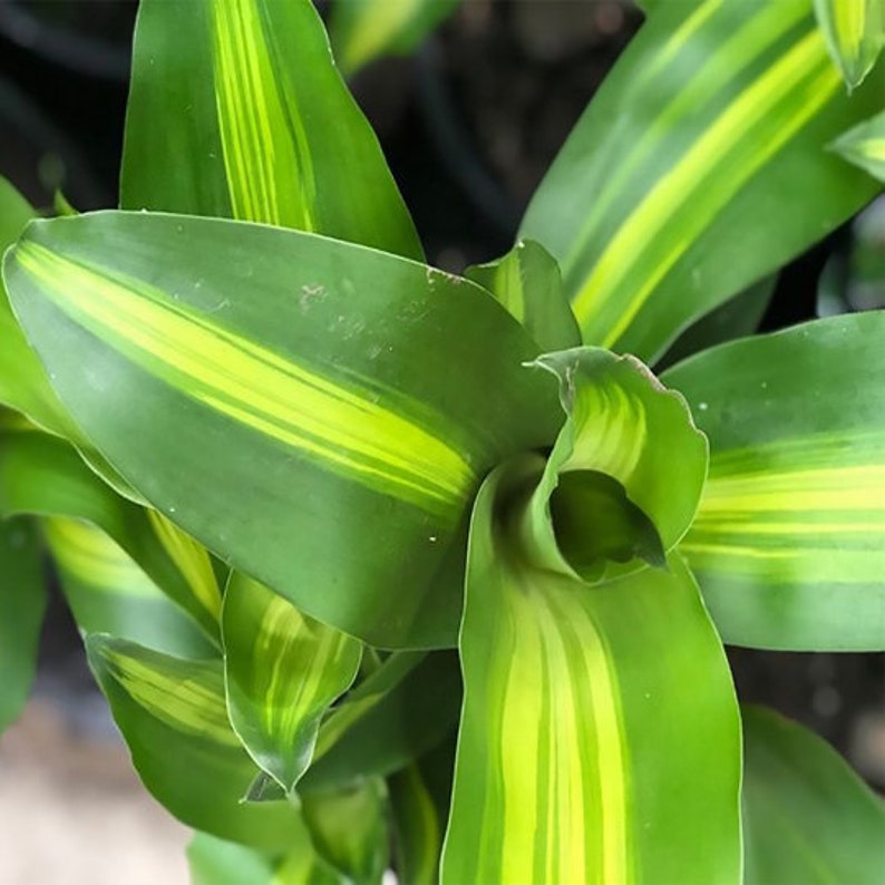 Dracaena Massangeana Live Corn Plant, 6 Pot, Indoor House Plant Live Tree & Easy Care Air Purifying Plant image 2