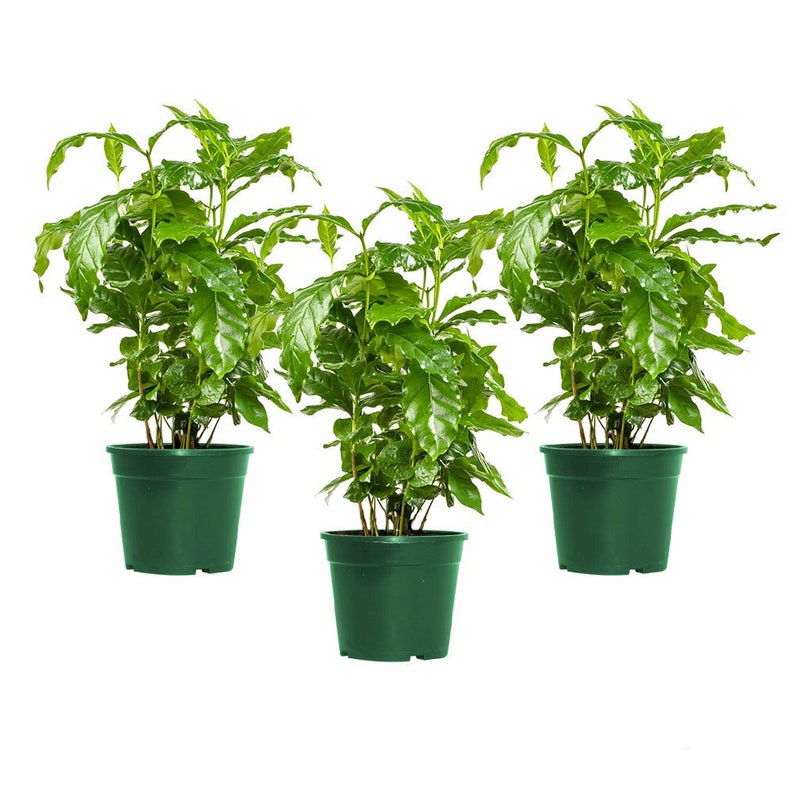 Arabica Coffee Plant, Indoor/Outdoor Air Purifier, Live Plant, Three 4 Pots, Produces Fragrant Flowers image 1