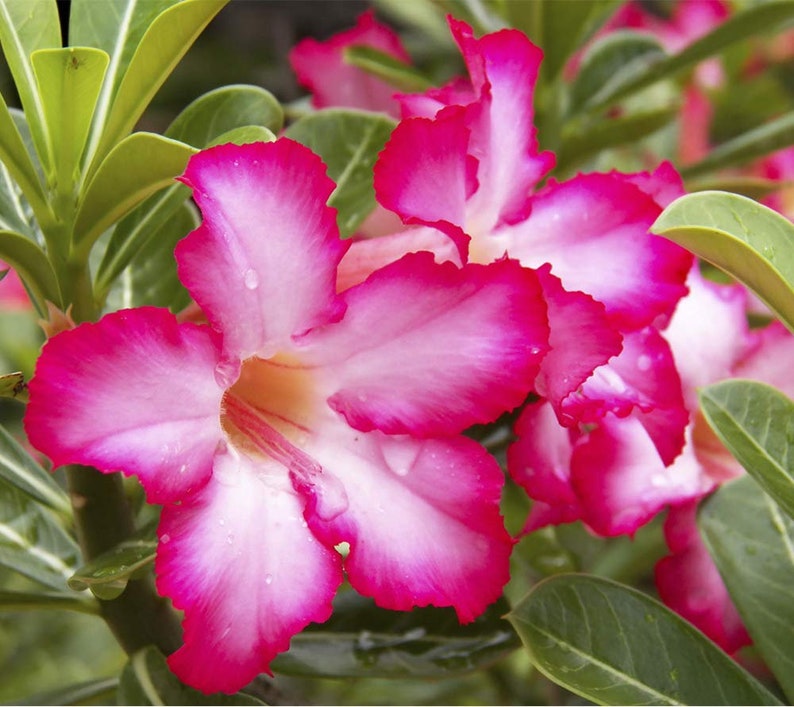 Single Bloom Desert Rose Succulent Live Plant 5 Pot Etsy