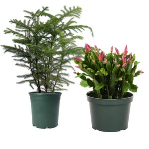 American Plant Exchange Holiday Live Plant Bundle, Christmas Cactus & Norfolk Pine, 6-Inch Pots