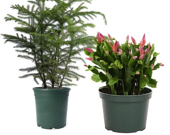 American Plant Exchange Holiday Live Plant Bundle, Christmas Cactus & Norfolk Pine, 6-Inch Pots