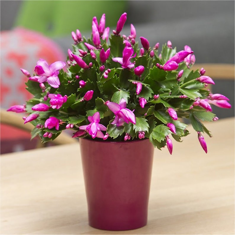 Christmas Cactus Zygocactus Assorted Colors Live Plant, 6 Pot, Growers Choice Pink, Deep Purple, White image 2