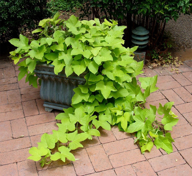 Desana Lime Sweet Potato Vine Live Plant 1 Gallon Etsy