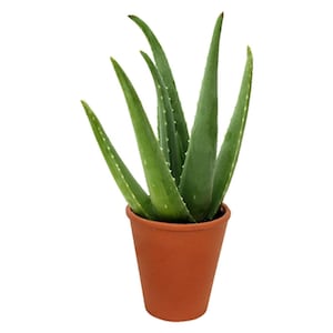 Aloe Vera Indoor/Outdoor Air Purifier Live Plant, 6" Pot, Natural Disinfectant/Sanitizer