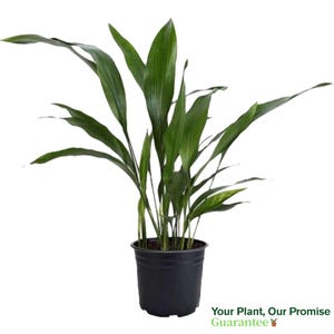Cast Iron Plant, Pet Safe Live Houseplant, 6-Inch Pot, Graceful Indoor Air Purifier