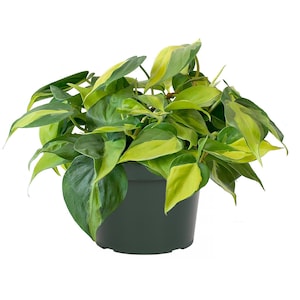 Philodendron Brasil Easy Care Live Plant, 6&quot; Pot, Stunning Indoor Air Purifier