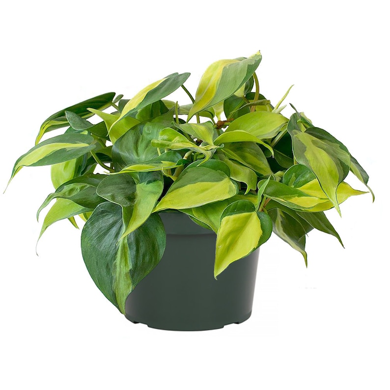 Philodendron Brasil Easy Care Live Plant 6 Pot image 0