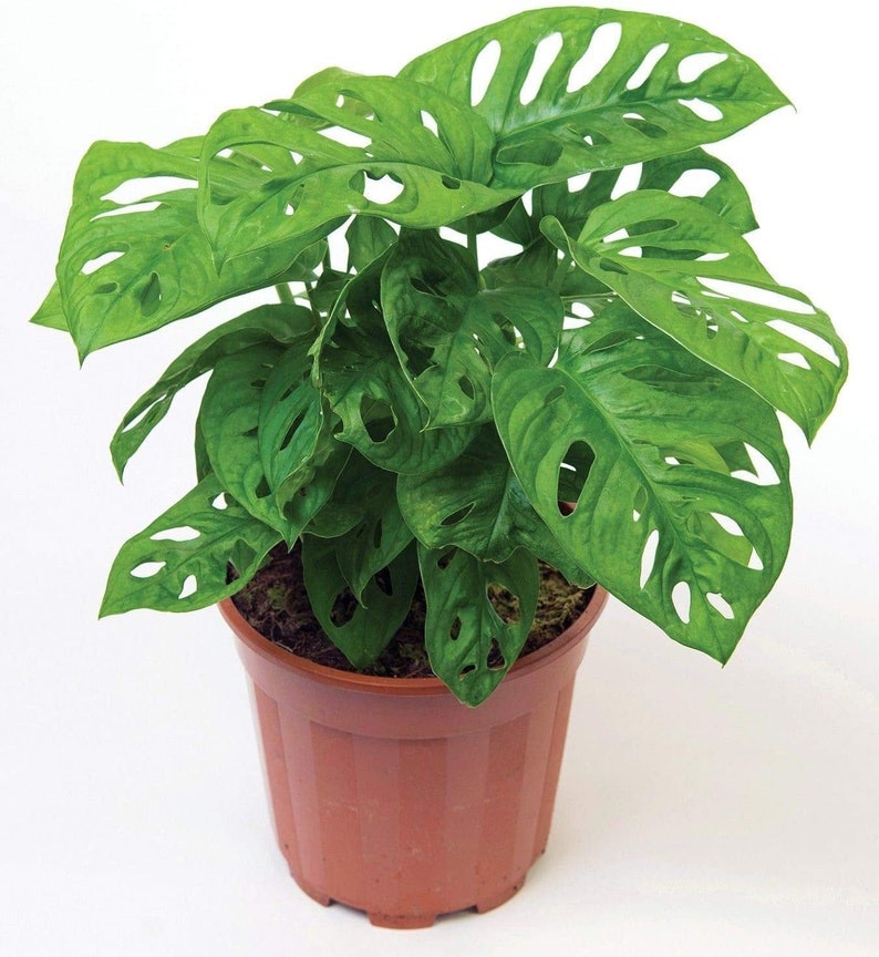Monstera Adansonii Swiss Cheese Live Plant maceta de 6 Etsy
