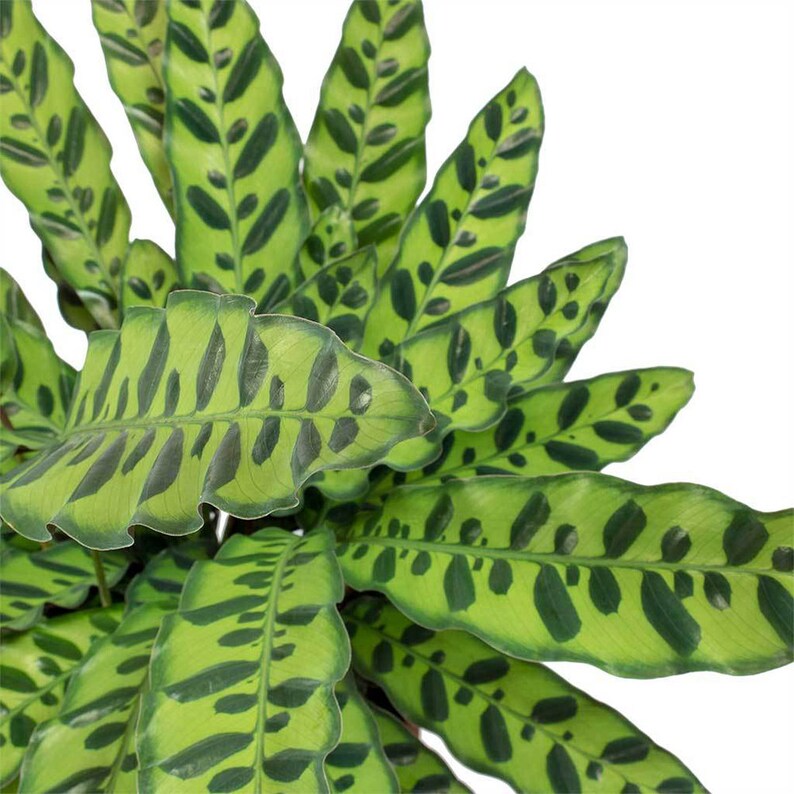 Calathea lancifolia