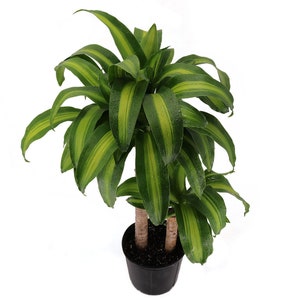Dracaena Massangeana Live Corn Plant, 10 Pot,Large Indoor House Plant Live Tree & Easy Care Air Purifying Plant image 3