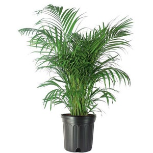 Areca Palm Tree, Large Indoor/Outdoor Air Purifier, Non-Toxic Live Plant, 10" Pot, Clean Toxins