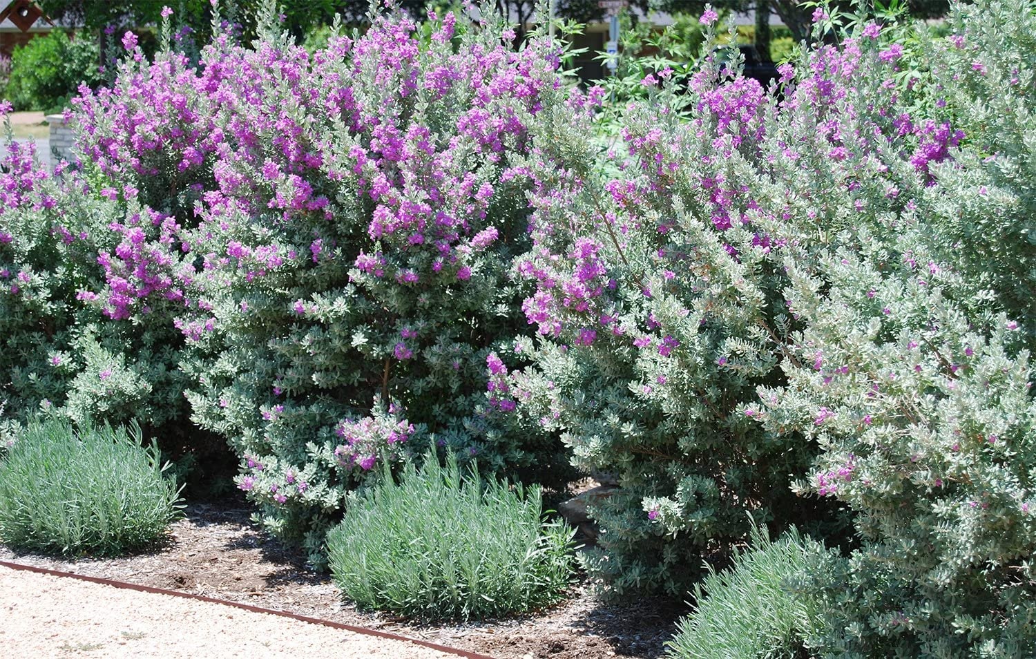 Texas Sage Live Plant 3 Gallon Lavender/purple Flowers Etsy