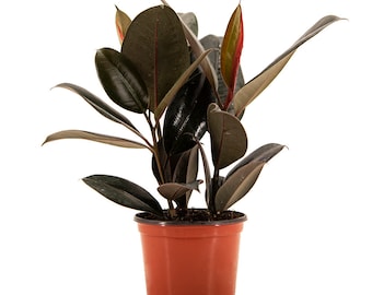 Burgundy Rubber Tree, Ficus Elastica 6" Pot, Bold And Stunning Black Houseplant