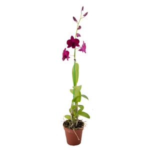 Dendrobium Orchid, Assorted Colors (Purple, Yellow, or White), Air Purifying Flowering Houseplant, Live Orchid Plant, 4" Pot