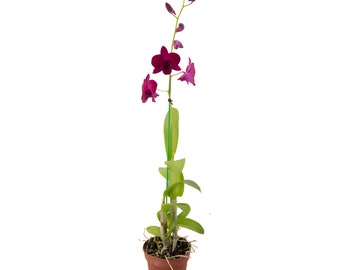 Dendrobium Orchid, Assorted Colors (Purple, Yellow, or White), Air Purifying Flowering Houseplant, Live Orchid Plant, 4" Pot