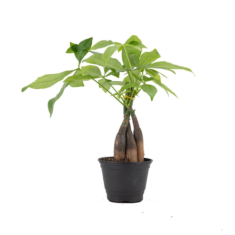 Braided Money Tree Indoor Air Purifier Live Houseplant Etsy