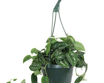 Scindapsus Silvery Ann Hanging Basket, 8" Pot, Live Vining Indoor Houseplant, Green and Silver Foliage