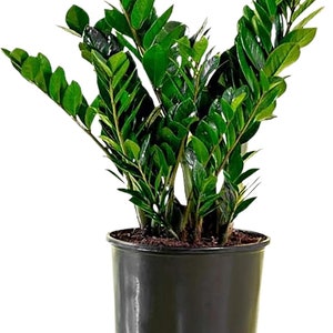 ZZ Zanzibar Gem Live Plant, 6 Inch Pot, Indoor Air Purifier!