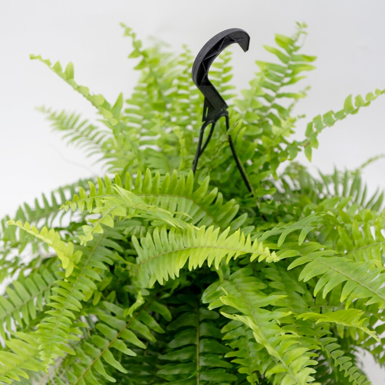 Kimberly Queen Fern Live Plant 6 Pot or 8 Hanging Etsy