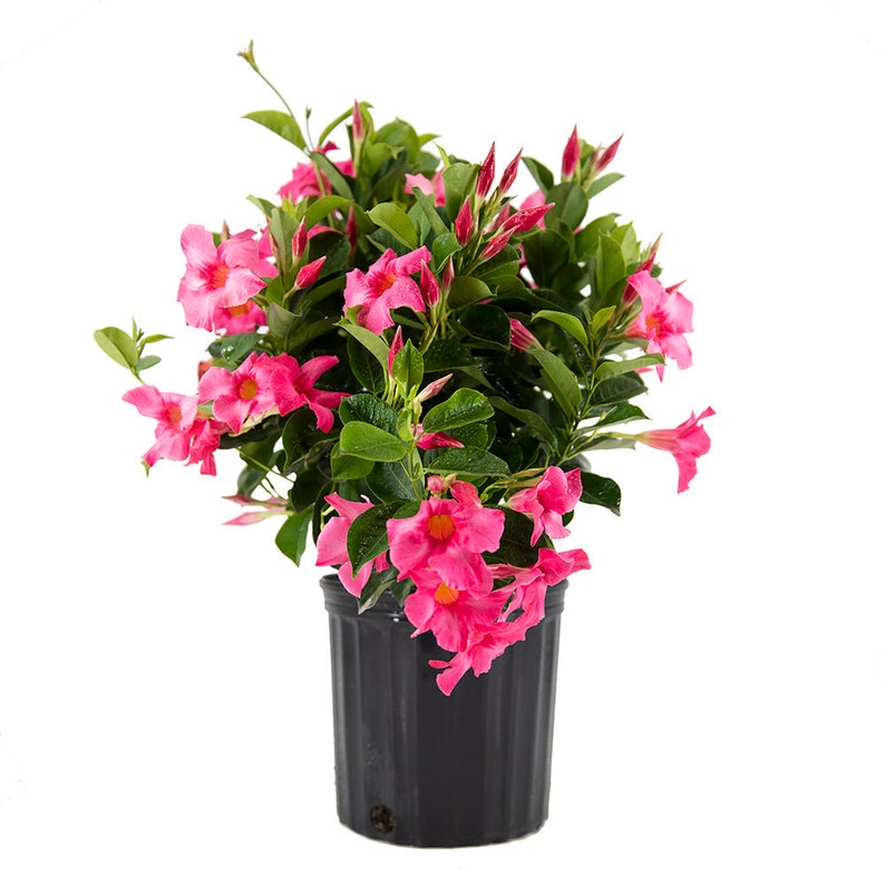 Dipladenia Live Plant 3 Gallon Pink or Red image 0