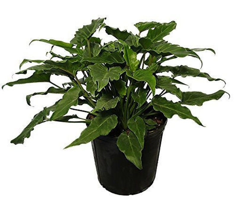 Xanadu Philodendron Live Plant 3 Gallon Green Etsy