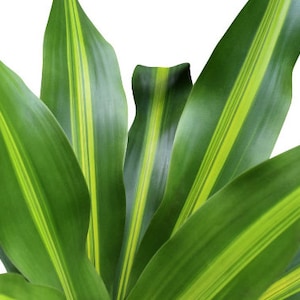 Dracaena Massangeana Live Corn Plant, 6 Pot, Indoor House Plant Live Tree & Easy Care Air Purifying Plant image 3