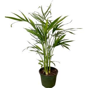 Areca Palm Tree Live Plant, 6&quot; Pot, Tall, Lush Indoor Air Purifying Houseplant