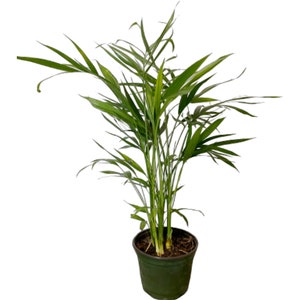 Areca Palm Tree Live Plant, 6" Pot, Tall, Lush Indoor Air Purifying Houseplant