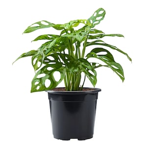 Monstera Adansonii Swiss Cheese Live Plant, 6&quot; Pot, Indoor Air Purifier