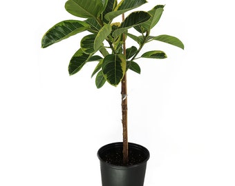 Ficus Altissima Yellow Gem Tree Live Plant, 10" Pot, Gorgeous Large Indoor Houseplant