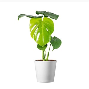 Monstera Deliciosa Live Houseplant: Split-Leaf Philodendron, Stylish Pot