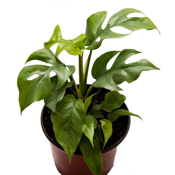 Rhaphidophora Tetrasperma Aka Monstera Minima Aka Ginny Etsy