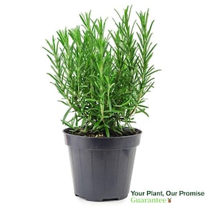 Tuscan Blue Rosemary, Edible Live Plant for House & Garden, 6-Inch pot, Aromatic Cooking Spice