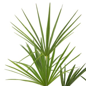 Windmill Cold Hardy Palm Tree, Live Plant, 4 Pot, Indoor Outdoor Pet Friendly Houseplant image 2