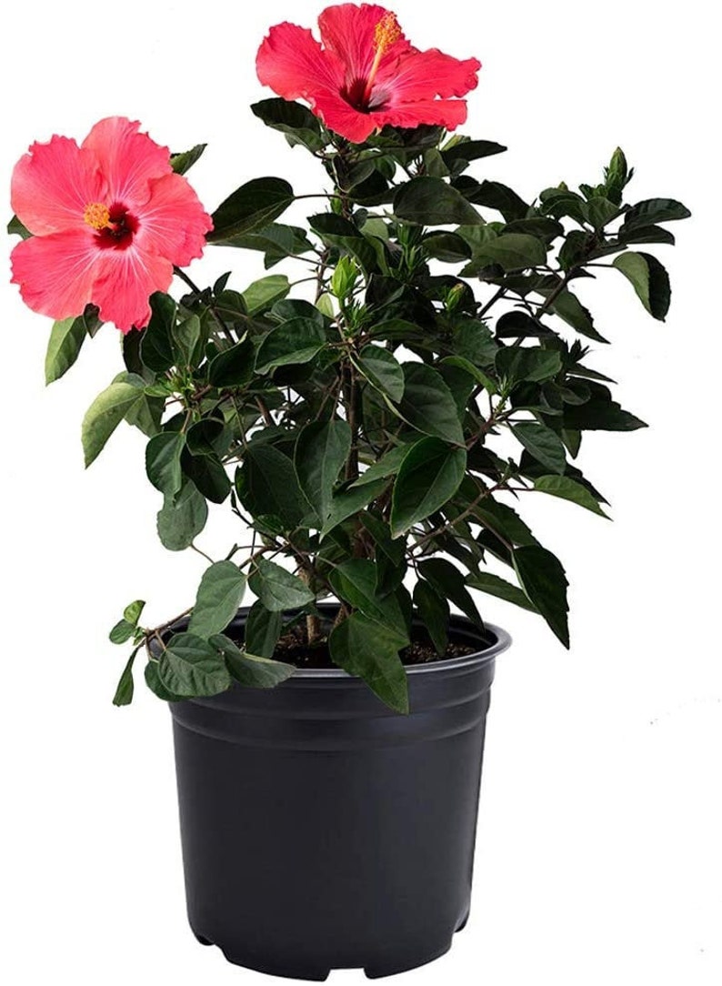 Hibiscus 3 Gallon Live Plant Pink Red or Fiesta Multi Color Etsy