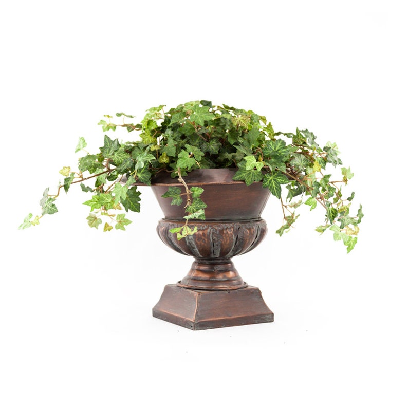 English Ivy Trailing Vine, Top indoor Air Purifier, 6 Pot image 3