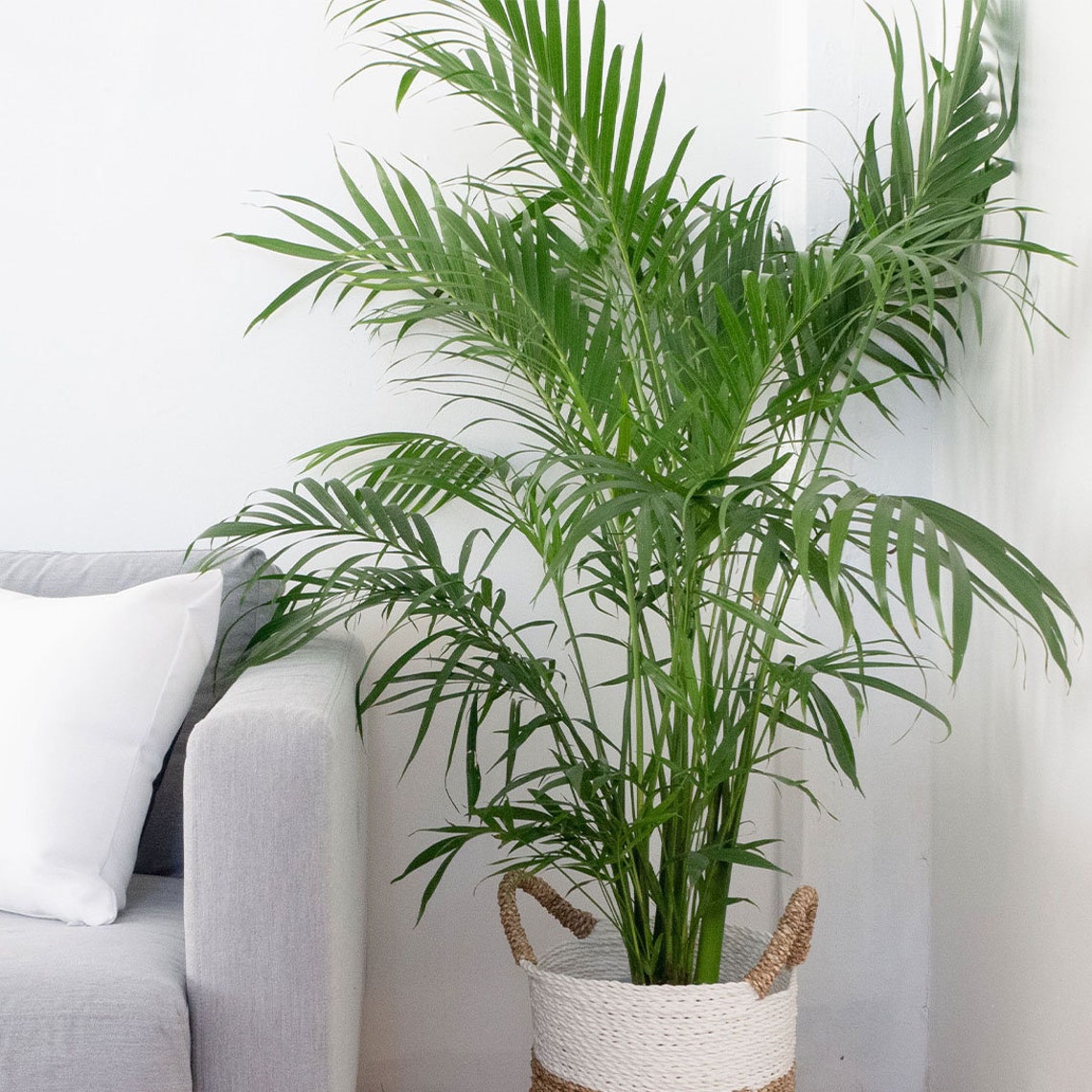 Cat Palm Tree Large Air Purifying Houseplant Pet Safe Live Etsy