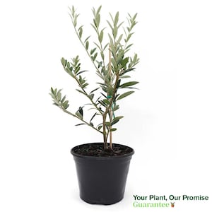 Arbequina Olive Tree Live Plant, 4.5-Inch Pot, Delectable Edible Fruit Houseplant, Indoor/Outdoor