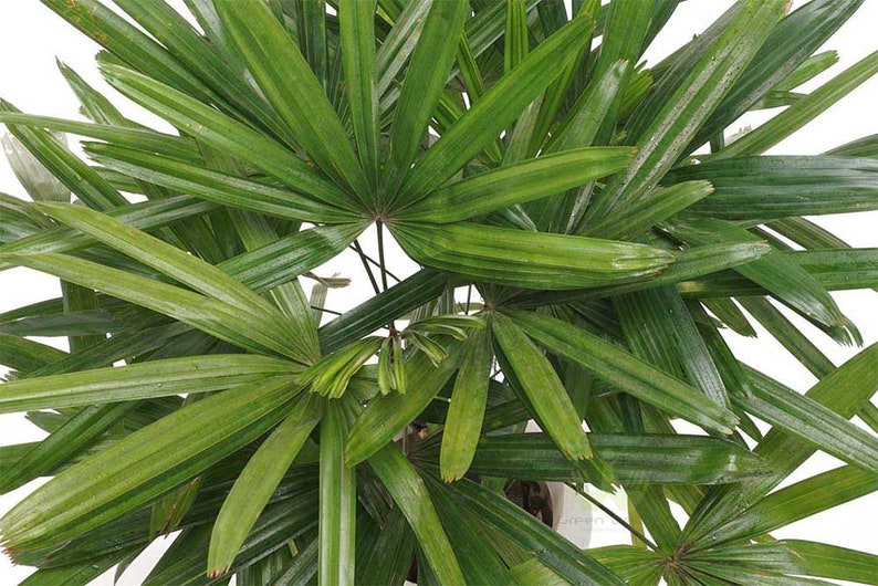Lady Palm Rhapis Excelsa Indoor/Outdoor Live Plant 6 Etsy