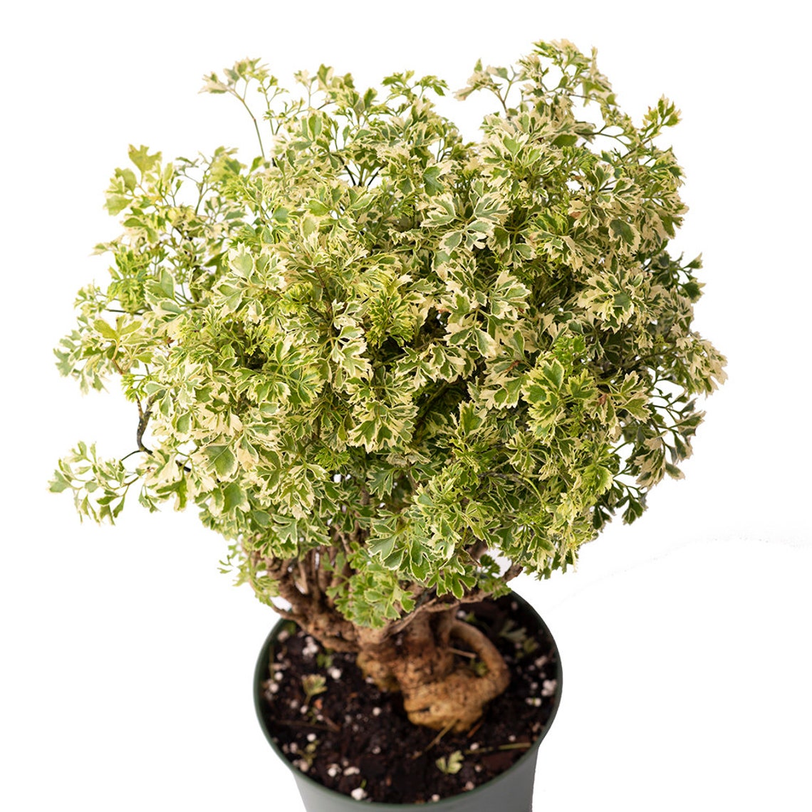 Variegated Ming Aralia Parsley Snowflake Live Plant 6 Etsy